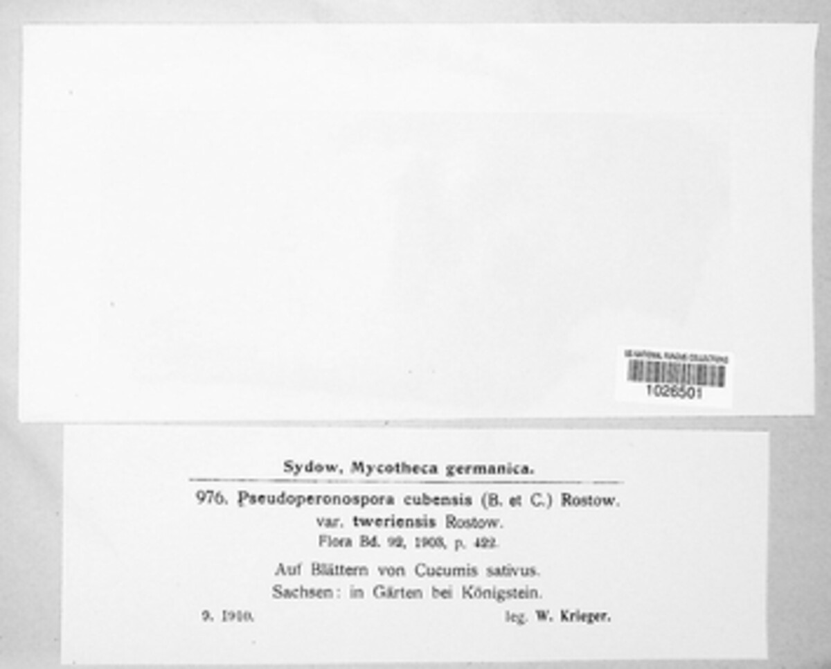 Pseudoperonospora image